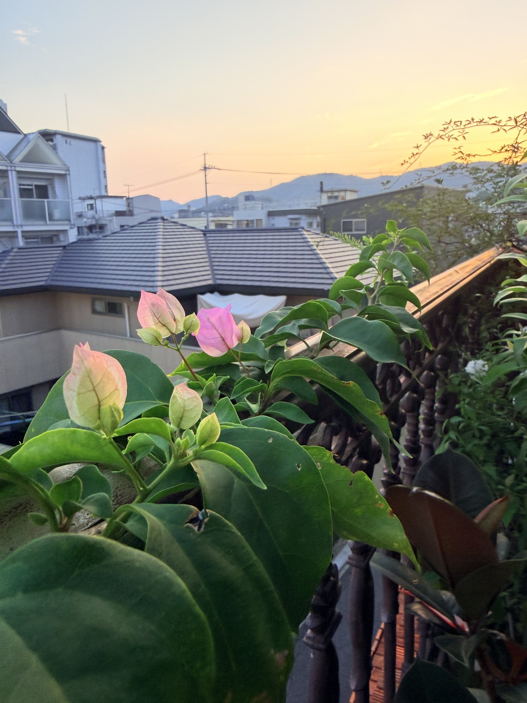 2026 年 7 月 29 日